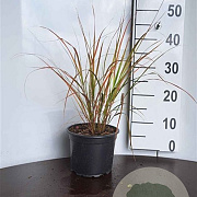 Anemanthele lessoniana GM P9 BIO
