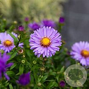 Aster 'Barbados' GM P9 BIO