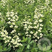 Baptisia 'Vanilla Cream' GM P9 BIO