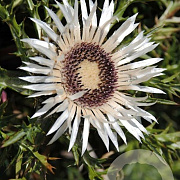 Carlina acaulis simplex GM P9 BIO