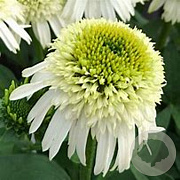 Echinacea Delicious Nougat GM P9 BIO
