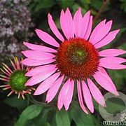 Echinacea p. 'Pica Bella' GM P9 BIO