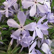Phlox div. 'Clouds of Perfume' GM P9 BIO