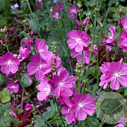 Sidalcea 'Partygirl' GM P9 BIO
