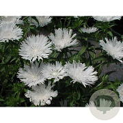 Stokesia laevis 'Alba' GM P9 BIO