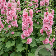 Alcea rosea 'Charters Double Pink' GM P9 BIO
