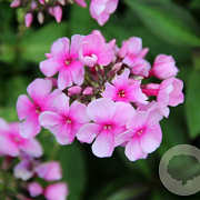 Phlox (P) Sweet Summer Festival GM P9 BIO