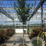 Prunus l. 'Novita' 12-14 HO 50L