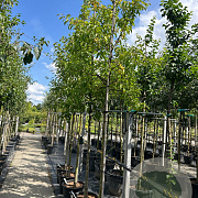 Malus 'Red Sentinel' 12-14 HO 50L