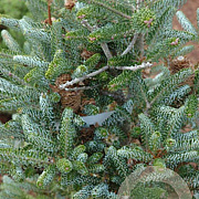 Abies k. 'Frosty' 50-60 cm draadkluit extra