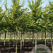 Parrotia persica 14-16 HO draadkluit