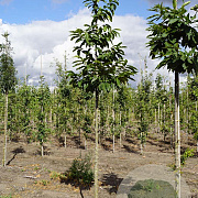 Castanea sativa 14-16 HO draadkluit