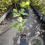 Ficus car. 'Brown Turkey' GM C1.5