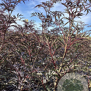 Sambucus nigra Black Lace 100-125 cm wortelgoed