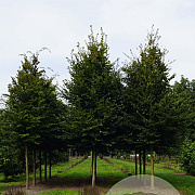 Carpinus betulus 20-25 HO draadkluit