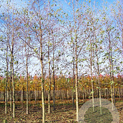 Alnus spaethii 25-30 HO draadkluit
