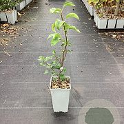 Pyrus c. 'Conference' GM C1.5