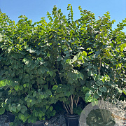 Cercis siliquastrum 175-200 cm 40L meerstammig