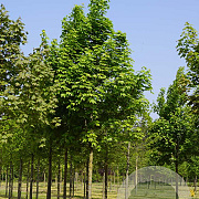 Acer plat. 'Emerald Queen' 20-25 HO draadkluit
