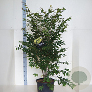 Zelkova serrata 150-175 cm 20L meerstammig