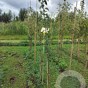 Pyrus c. 'Gieser Wildeman' 125-150 cm wortelgoed