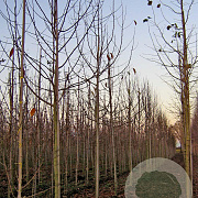Magnolia kobus 16-18 HO draadkluit