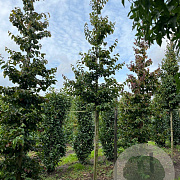 Parrotia persica 'Vanessa' 14-16 HO draadkluit