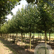 Acer campestre 'Elsrijk' 18-20 HO draadkluit