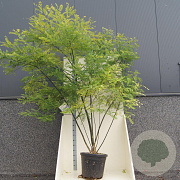 Styphnolobium japonicum 200-250 cm cont. 55L meerstammig