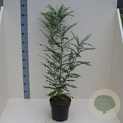 Styphnolobium japonicum 60-80 cm 6L meerstammig