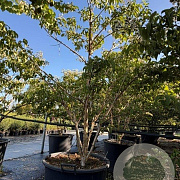 Heptacodium miconioides 175-200 cm cont. 110L