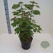 Acer pseudoplatanus 60-80 cm 6L meerstammig