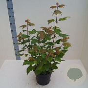 Acer rufinerve 60-80 cm 6L meerstammig