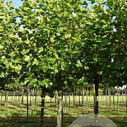Platanus hispanica 25-30 HO draadkluit