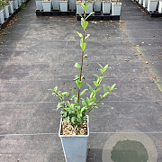 Ligustrum vulgare GM C1.5