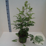 Sorbus aucuparia 60-80 cm 6L meerstammig