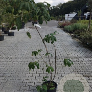 Aesculus parviflora 80-100 cm met kluit 2 tak