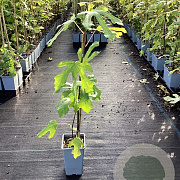 Ficus car. Little Miss Figgy 50-60 cm C1.5