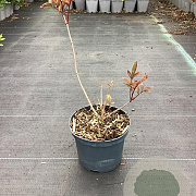 Sambucus nigra Black Beauty GM C3