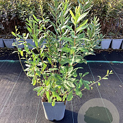 Myrica gale 50-60 cm 3,0L