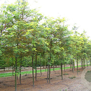 Gleditsia triac. 'Sunburst' 16-18 HO draadkluit