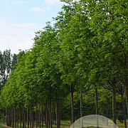 Acer plat. 'Columnare' 16-18 HO draadkluit