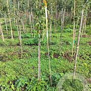 Pyrus c. 'Clapp's Favourite' 125-150 cm wortelgoed