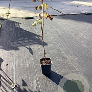 Rubus idaeus 'Aroma Queen' 50-80 cm 2,0L