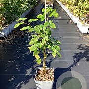 Rubus frut. 'Black Satin' 30-40 cm 3,0L