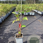 Rubus frut. 'Chester Thornless' 30-40 cm P15