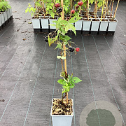 Rubus frut. 'Navaho' 50-60 cm C1.5