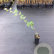 Crataegus schraderiana 40-60 cm 2,0L