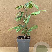 Asimina triloba 'Prima 1216' 60-80 cm 5,0L