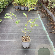 Sorbopyrus 'Rubinovaja' 40-50 cm 3,0L